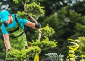 A landscaper holding and trimming a tree. 