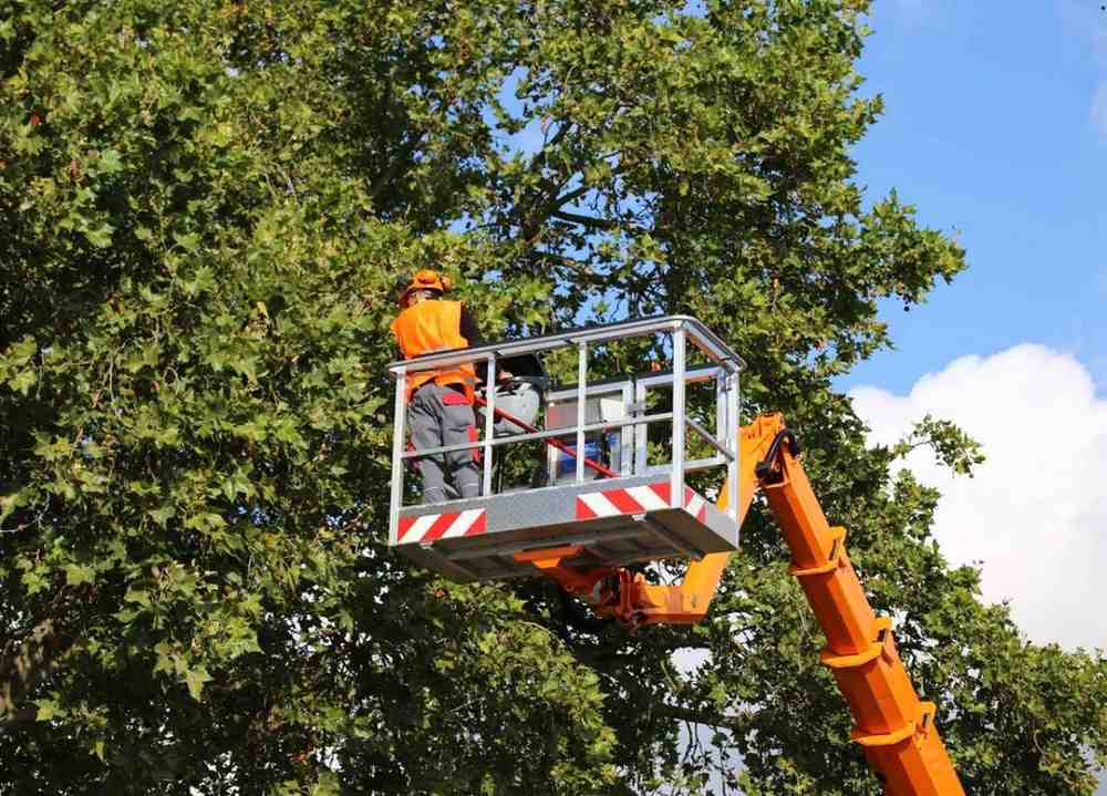 Men on a machine that are trimming the tree branches