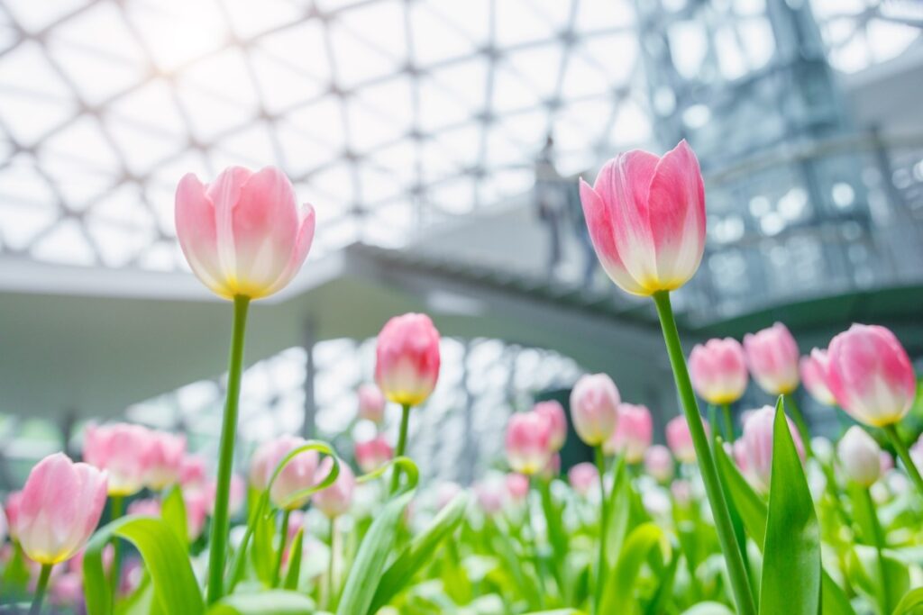 Pink Tulips Flower Are Grown Indoor Office Building