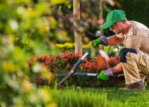 A man trimming the hedges and bushes with garden scissors
