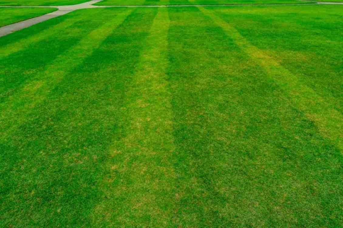 how to overseed a lawn