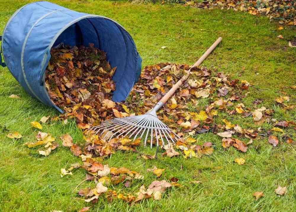 bucket collecting leaves