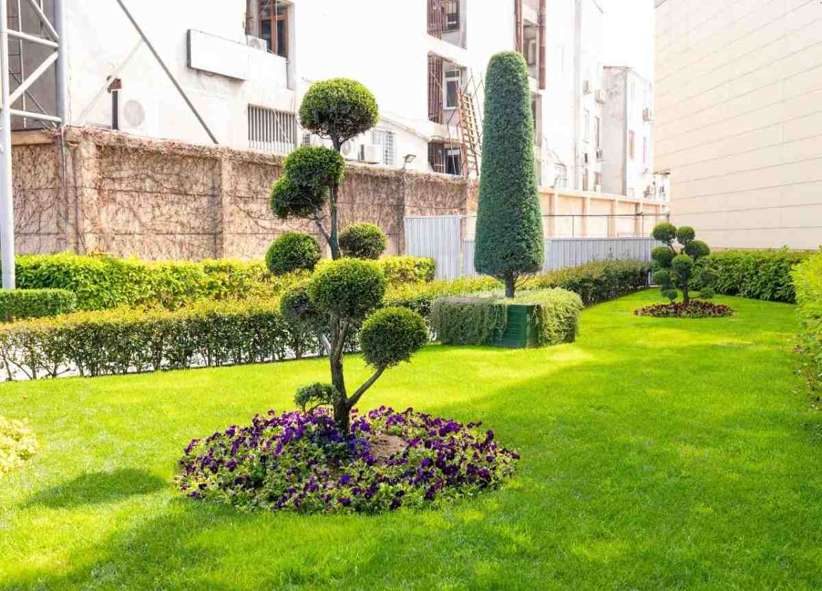 A well trimmed tree on a green lush lawn