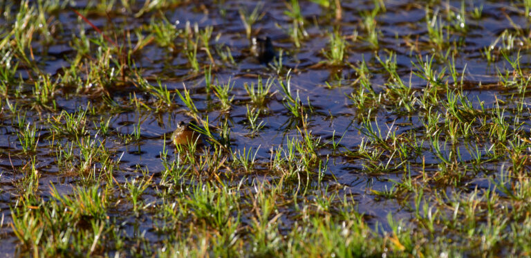 waterlogged field