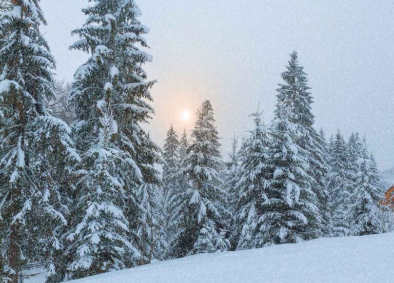 pine tree with snow​