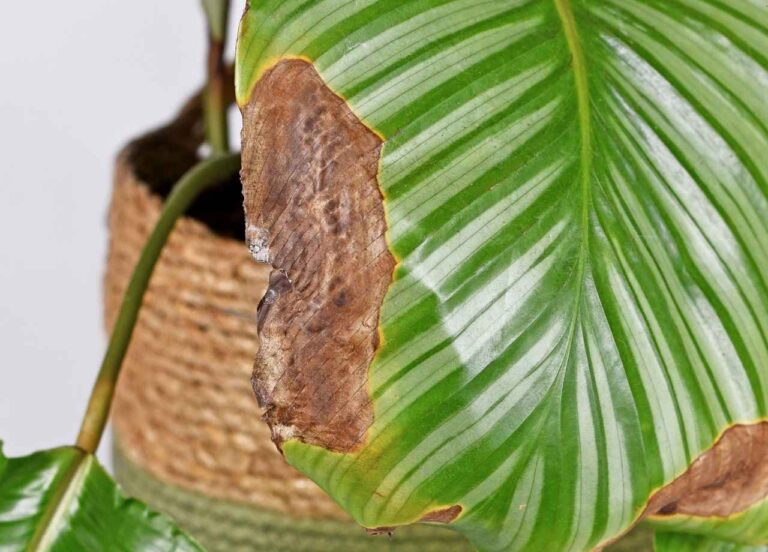 A green plant with a brown patch