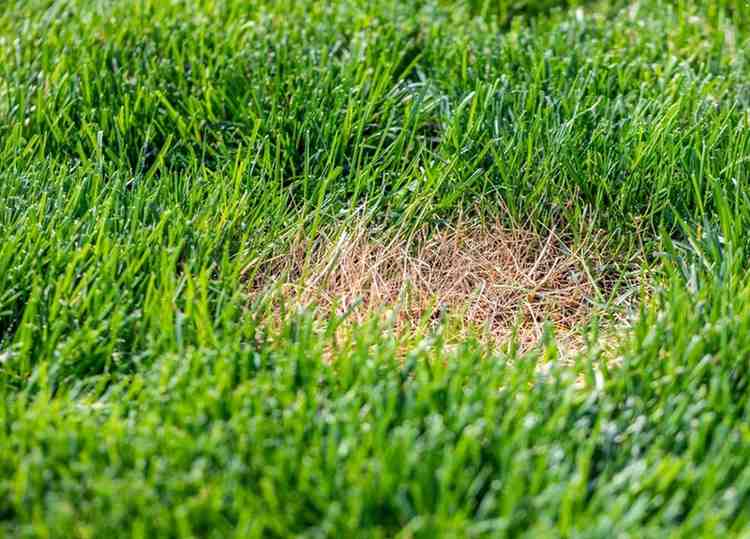 brown spots on grass