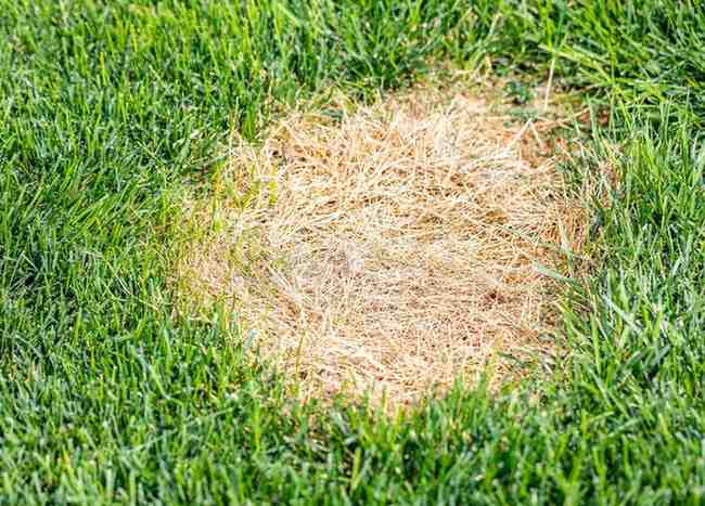 Discolored patch on green grass