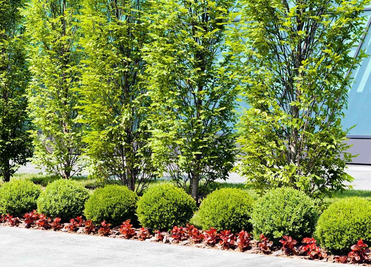 Trees and shrubs in a office garden