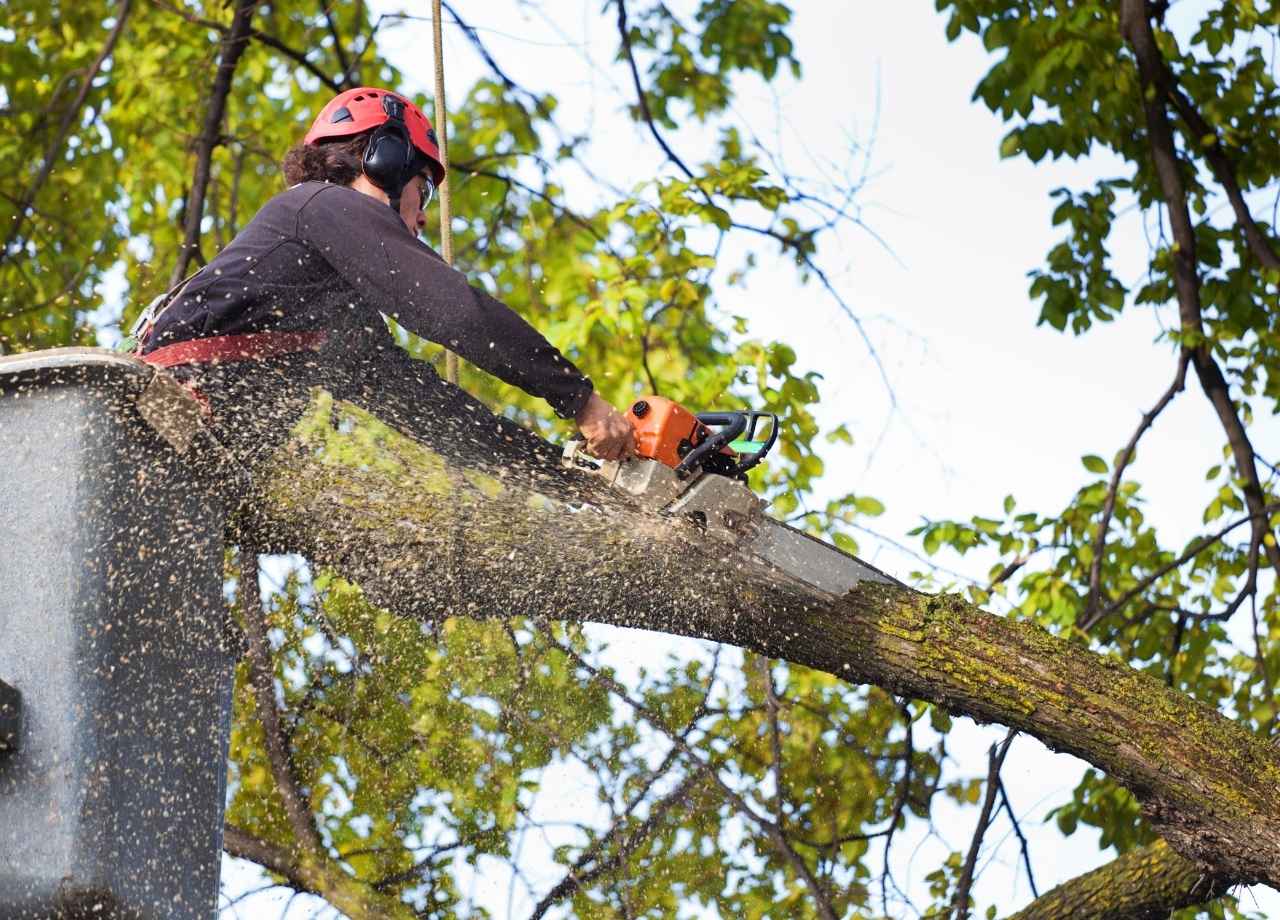 Man cutting tree branch off