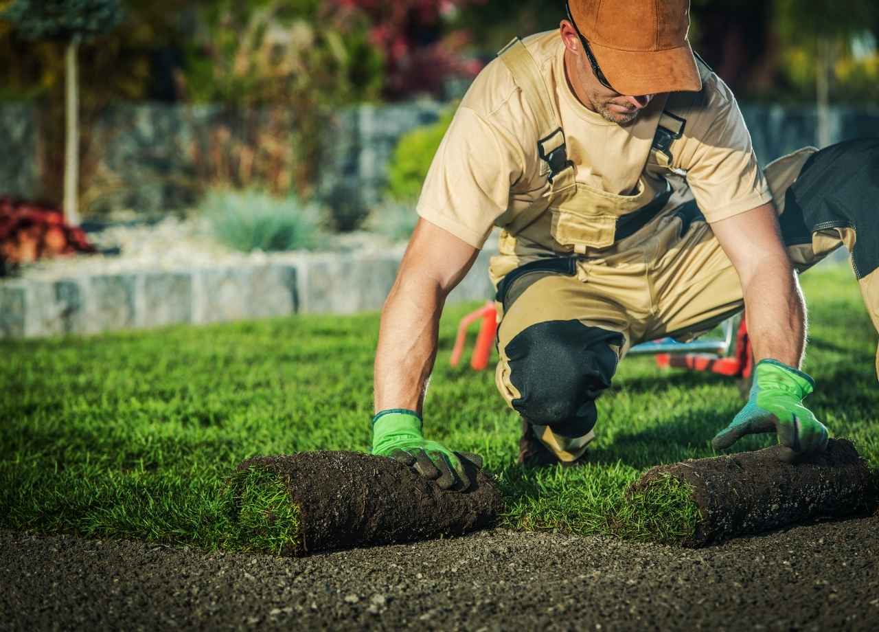 professional landscaper installing lawn rolls.