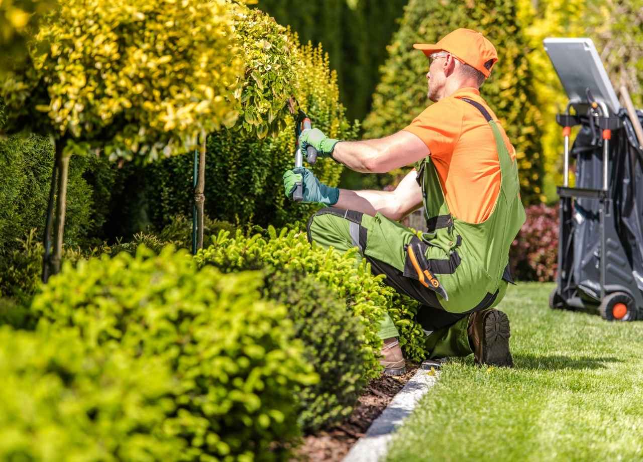 professional landscaper triming trees