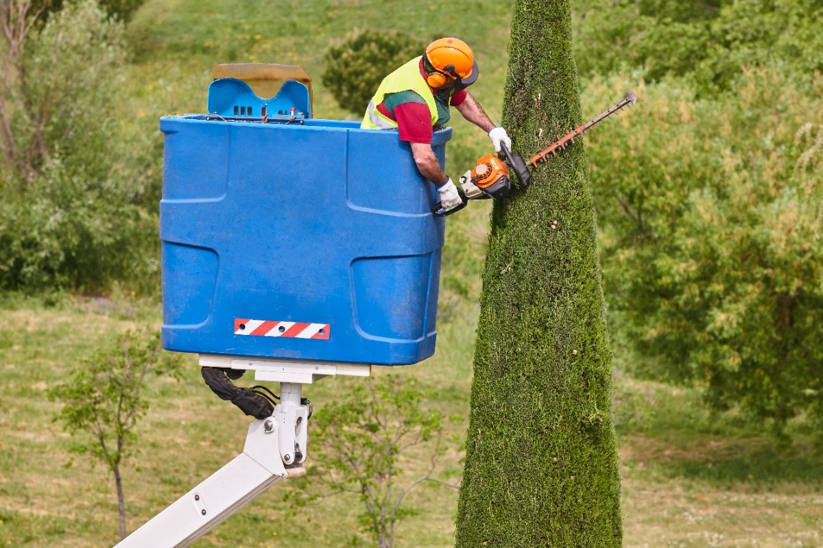 gardner pruning tree