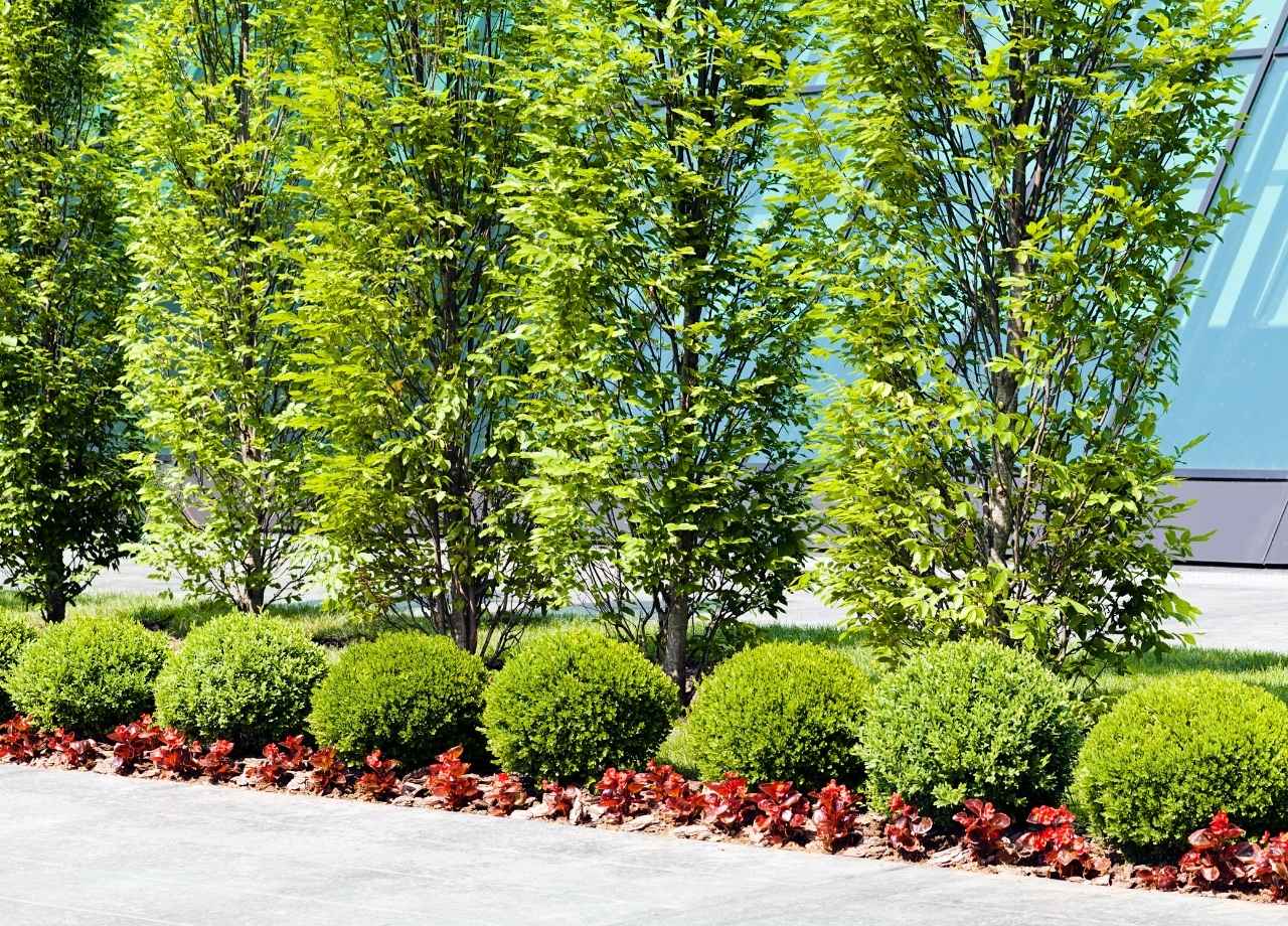 trimmed round bush plants and tall trees in an office garden