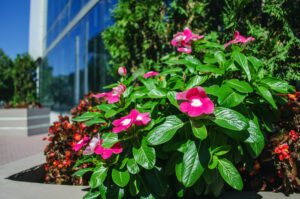pink flowers over green leaves outside an office building
