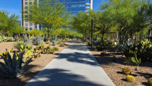 Concrete walkway through a landscaped desert park with cacti, agave plants, and trees beside modern office buildings under bright blue sky.
